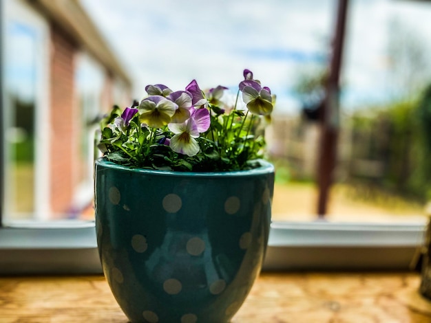 Kwiaty doniczkowe na balkon które warto mieć