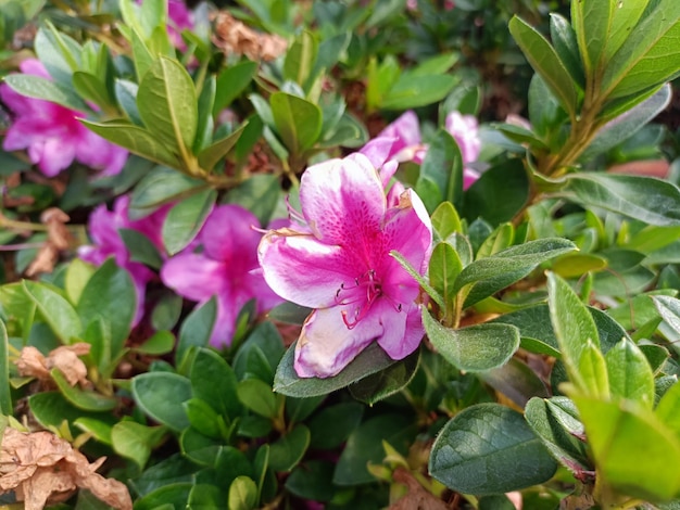 Rododendron w ogrodzie jak dbać i pielęgnować