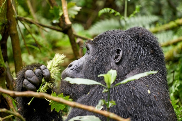Gorilla Sofa który łączy wygodę i trwałość