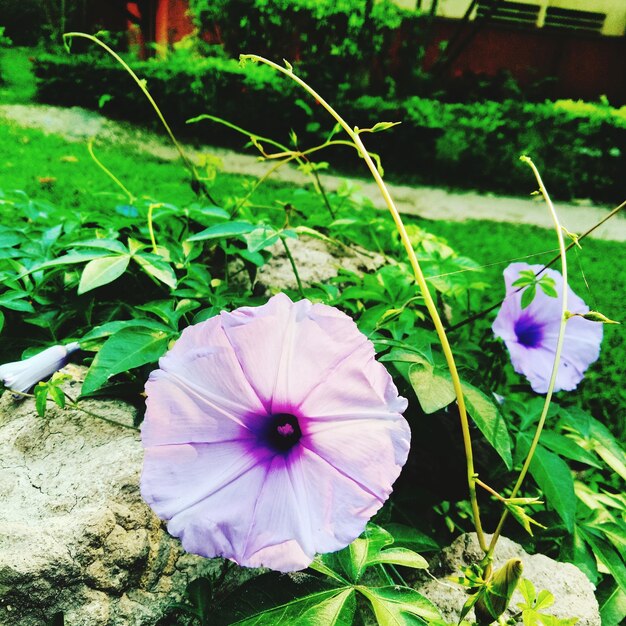 Supertunia Vista sadzonki które warto mieć w ogrodzie
