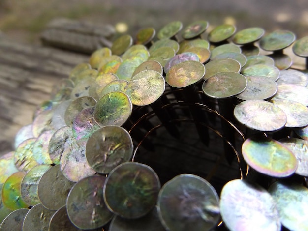 Silver Dollar Hortensja piękno i pielęgnacja w ogrodzie