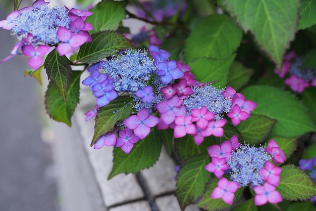 Hortensja paniculata doskonała do każdego ogrodu