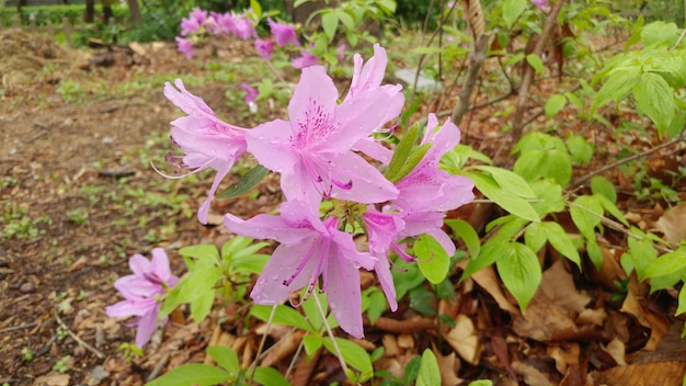 Rododendron stanowisko idealne dla zdrowego wzrostu